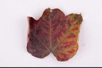 Photo Texture of Leaf 0052